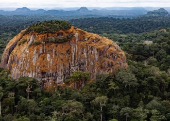 La France s’intéresse à la protection des Forêts du Bassin du Congo.  © D.R.